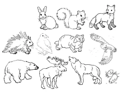 Раскраски для девочек животные распечатать бесплатно | Рисунок мультяшных  животных, Раскраски с животными, Раскраски