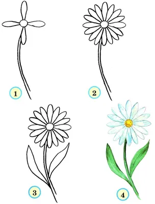 Как нарисовать цветок простым карандашом | Рисунок для начинающих легко и  поэтапно - YouTube