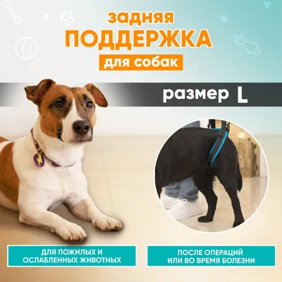 Лишай у собак 🐶 – виды, симптомы и признаки заражения питомца