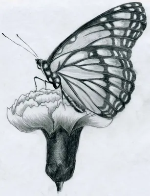 Рисунок бабочки Line art Sketch, фиолетовая бабочка, карандаш, лист, кисть  Footed Butterfly png | Klipartz