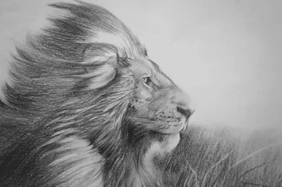 Раскраски лев с короной (37 фото) » Картинки, раскраски и трафареты для  всех - 