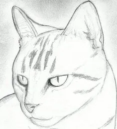Рисунки животных для срисовки (30 картинок)