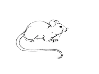 Рисунок мышки карандашом - 61 фото
