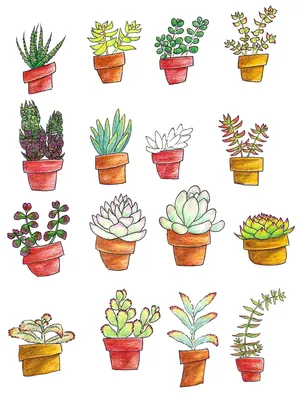 □ Art, картинки для срисовки, личные дневники□ | VK | Cactus drawing,  Cactus art, Cactus