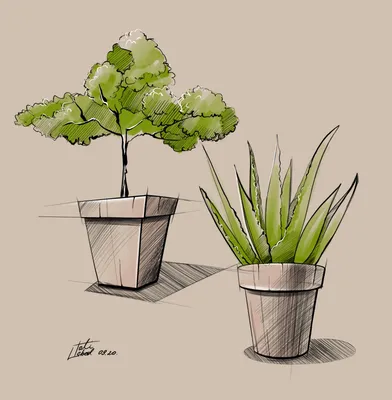 Рисунки растений для срисовки - 46 фото