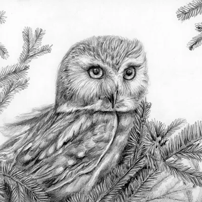 Рисунок совы карандашом - 78 фото