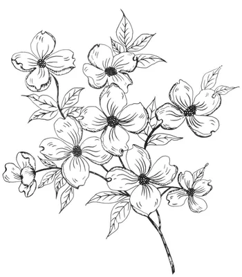 Рисунки для срисовки легкие цветочки - 63 фото