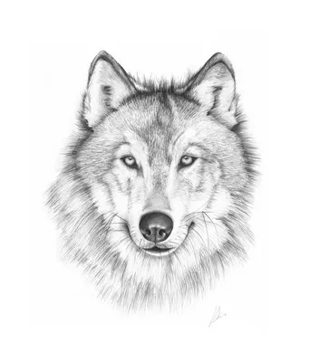 Рисунок волк детский - 54 фото