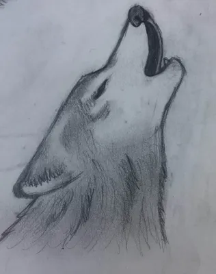 Для срисовки волки #46