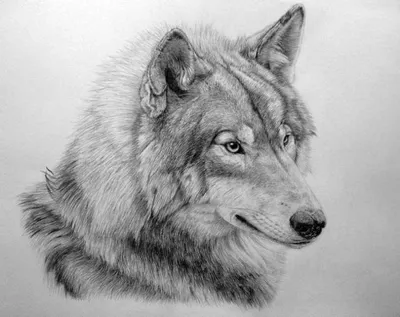 Рисунки волков для срисовки - 63 фото