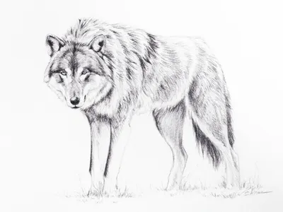 Волк рисунок простой - 70 фото