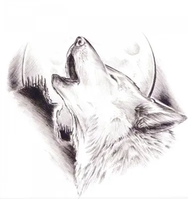 Рисунок волка карандашом для срисовки - 43 фото