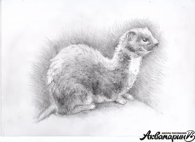 30 картинок животных для срисовки карандашом »  — Сайт Хорошего  Настроения