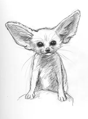 Рисунки карандашом животные для скетчбука (53 фото) 🔥 Прикольные картинки  и юмор