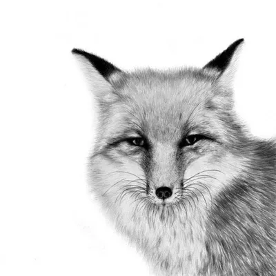 30 картинок животных для срисовки карандашом »  — Сайт Хорошего  Настроения