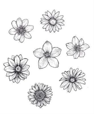 Цветы рисунок карандашом - 65 фото