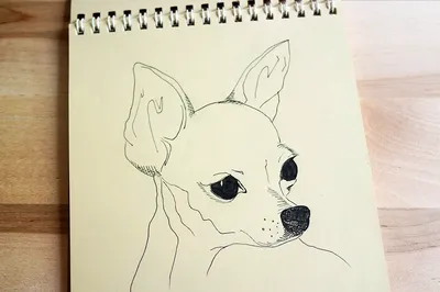 Картинки для срисовки животные (30 рисунков)
