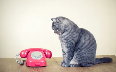 Обои на телефон: Снежный Барс, Кошки (Коты Котики), Зима, Животные, 131  скачать картинку бесплатно.