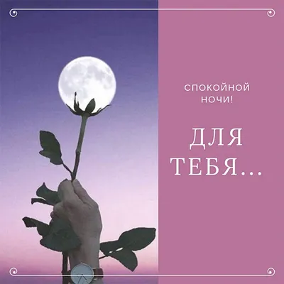 Anno Domini - 🔔✨📯 Спокойной ночи! 😻🐱😽 🔔✨📯 Good night! 😻🐱😽 Анно  Домини Южная Прелесть Ночи У нас есть свободные котята! Телефон, viber,  WhatsApp +380676618496 #catsofinstagram #chinchilla #cat_features  #cat_of_instagram #🐱 #猫 #chinchilacat #