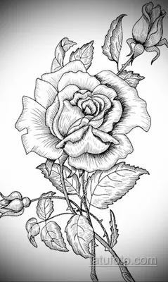 Rose Flower Drawing Images Easy Simple Flower Sketch The Images - Rose  Flower Sketch Images | Flower tattoo designs, Simple flower drawing, Flower  sketches