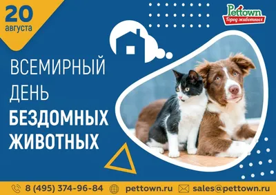 Переноска для животных 480*325*260мм М8690 – купить по цене производителя