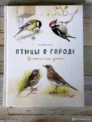 Казахстанский орнитологический бюллетень 2007 by Dmitriy Denisov - Issuu