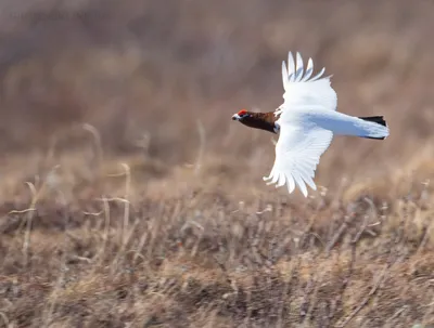 Зимующие городские птицы/ Наблюдение за птицами/Фотоохота/#birdwatching -  YouTube