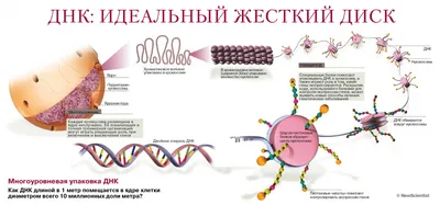 Сохранение ДНК | КриоРус