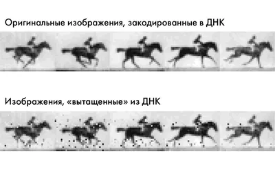 Ученые проверили, может ли коронавирус встраиваться в ДНК человека - РИА  Новости, 