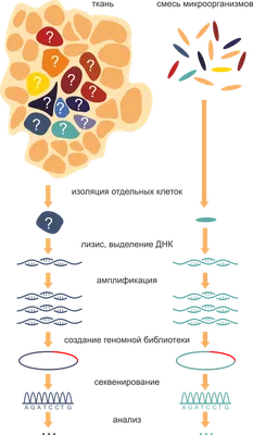 Секвенирование ДНК одиночных клеток — Википедия