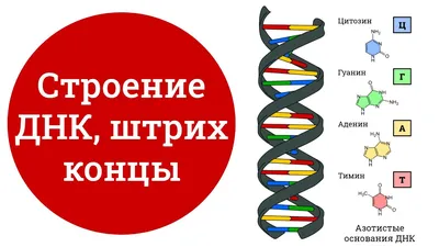 В клетках человека нашли новый тип ДНК - Индикатор