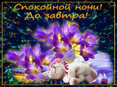 СПОКОЙНОЙ НОЧИ! 🌹✨🌸💤🌛🌃🌜💤🌸✨ ПРИЯТНЫХ СНОВИДЕНИЙ! 🌹 ДО ЗАВТРА! 🌹 |  Веселые мемы, Смешные мемы, Смешные детские цитаты