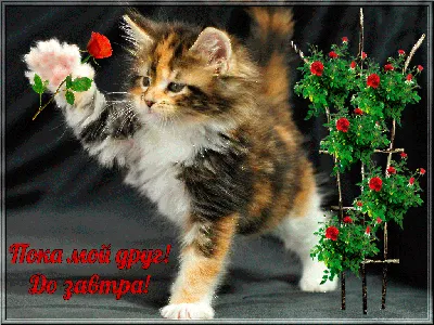 Смех Для Всех - ПОКА-ПОКА... ДО ЗАВТРА ! 🥰🎁🍓🎁🥰 | Facebook