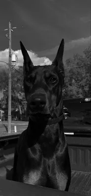 Черно-белый постер модель Doberman ручная роспись на холсте Современная  мода Роскошная собака Скандинавская Настенная картина Декор для дома |  AliExpress