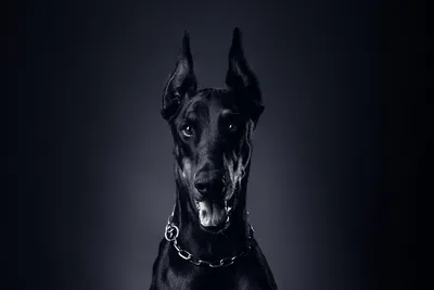 Pin by Nik on Собаки | Black doberman, Doberman dogs, Scary dogs