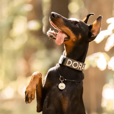 Доберман: характеристика породы 🐕, содержание, фото, всё о собаке