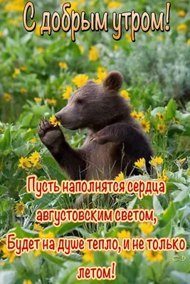 Pin by Светлана on С добрым утром | Black bear, Good morning, Brown bear