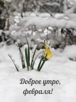 Доброе Февральское Утро.