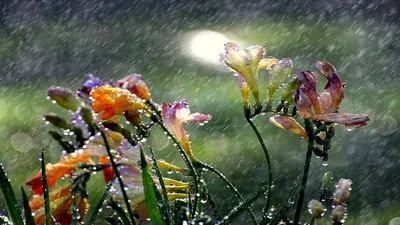 Картинки дождливое утро красивые (50 фото) » Красивые картинки,  поздравления и пожелания - 