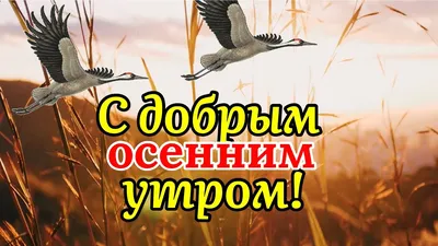 Картинки с добрым осенним утром прикольные: позитивные и смешные открытки с  пожеланиями