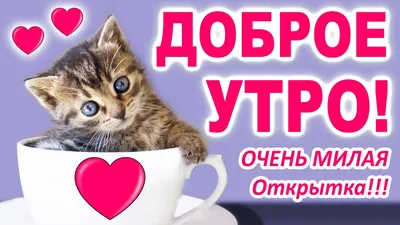 с добрым утром | Good morning wishes friends, Good morning cards, Good  morning