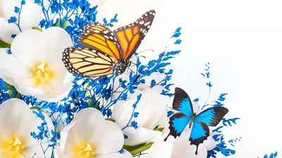Пожелания бабочки (62 фото) » Красивые картинки, поздравления и пожелания -  