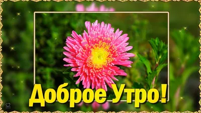 Картинка доброе утро милая подруга (скачать бесплатно)