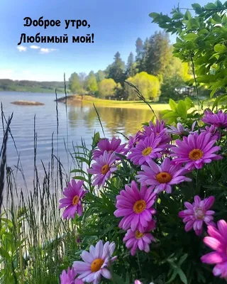 Доброе утро, дорогая подруга! #подруге #дляподруги #дляподруг #👋🤗😘⚘... |  TikTok