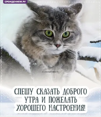 Картинка "С добрым зимним утром!", с прикольным котиком • Аудио от Путина,  голосовые, музыкальные