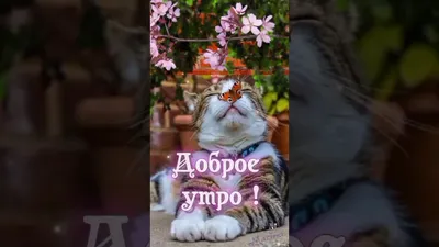 доброе утро Галя｜TikTok Search