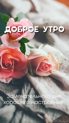 Доброе утро! в 2023 г | Доброе утро, Открытки, Картинки