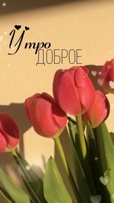 Наталья Дозорова | «ДОБРОЕ УТРО»☀️Игорь Латышко ✨Катя Ростовцева | Дзен