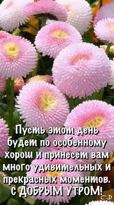 Осень. Доброе утро! Картинки со словами и стихами красивые - С добрым  утром! Хорошего дня и вечера! осенние открытки… | Доброе утро, Открытки,  Христианские картинки