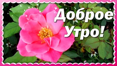 Доброе утро !. Всем хорошего вторника, лёгкого дня удачи и  Ангела-Хранителя! - Лента новостей ДНР